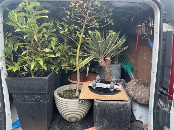 Man and van — garden planters collection Large potted plants and garden planters loaded on moving blankets inside a man and van for careful garden item collection and delivery